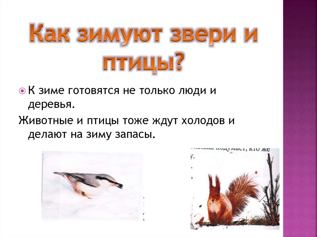 Птицы тоже ведут себя по разному. Как зимуют звери. Зимующие звери и птицы. Как зимуют животные и птицы. Звери и птицы для презентации.