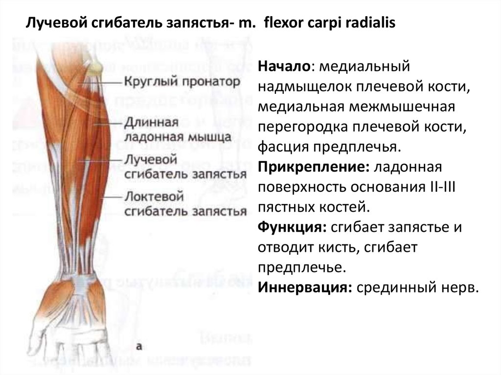 Мышцы сгибатели кисти. Локтевой сгибатель запястья мышца. Лучевой сгибателья мышца. Лучевой сгибатель кисти. Головки локтевого сгибателя запястья.