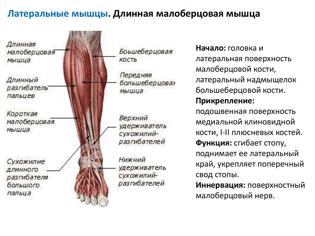 Строение мышц ног человека фото с описанием