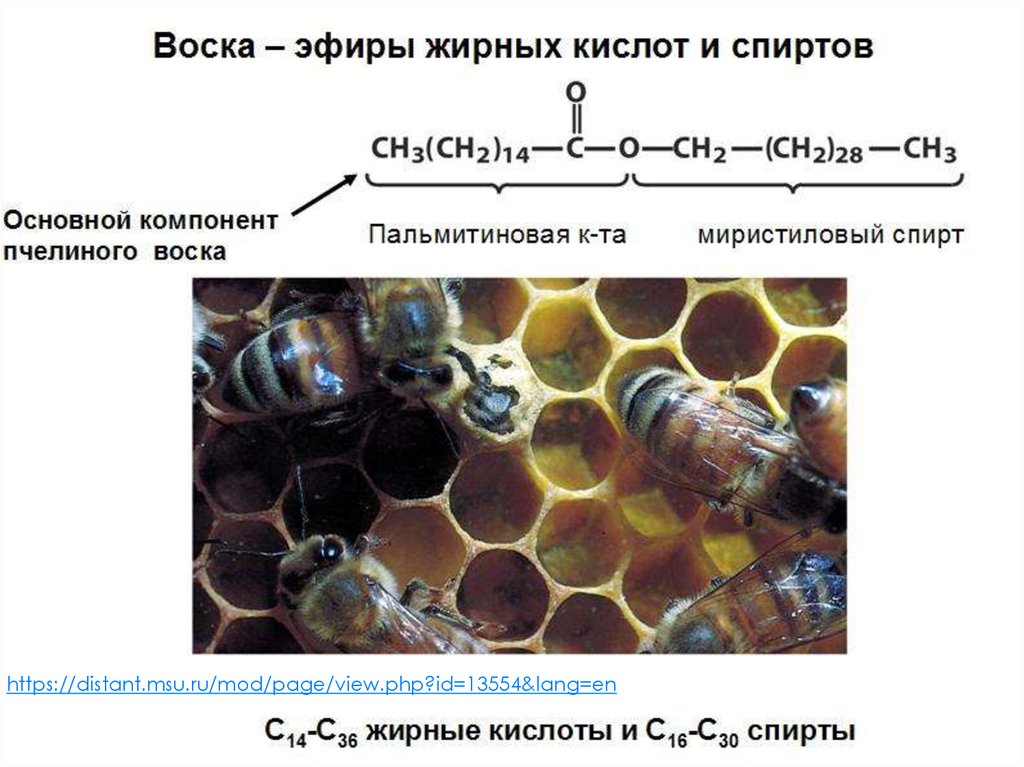 Состав воска. Пчелиный воск формула структурная. Пчелиный воск формула химическая. Строение пчелиного воска. Структура воска.