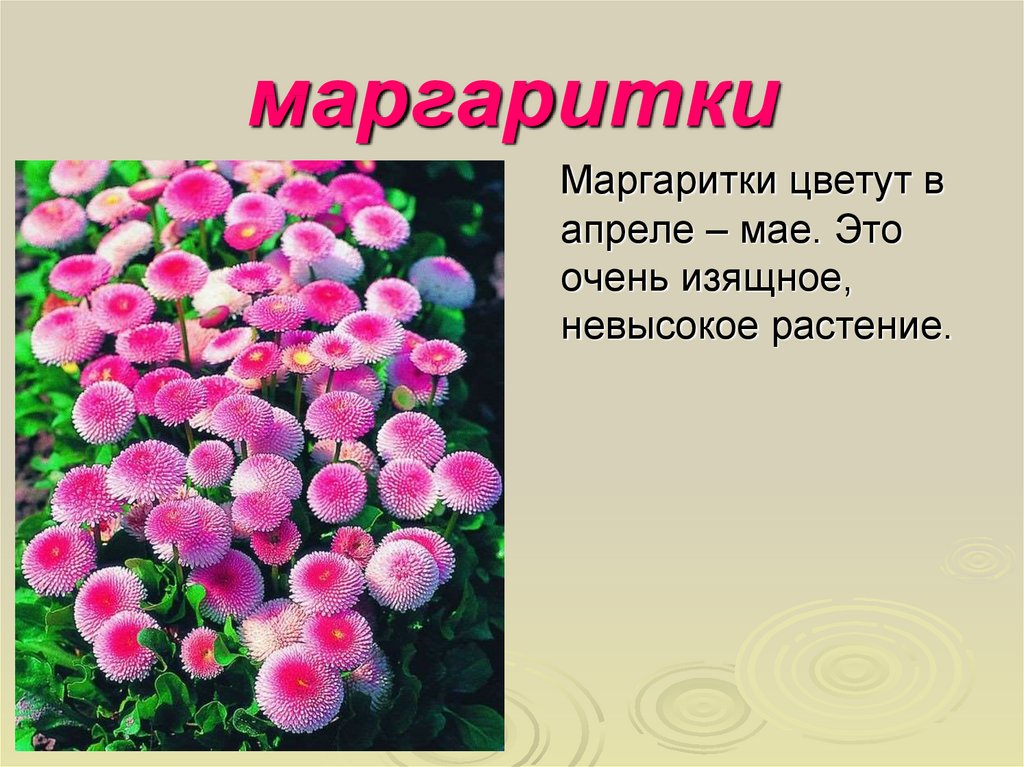 Цветы 2 класс. Легенда о Маргаритке цветке. Маргаритка описание. Маргаритки презентация. Описание цветов маргаритки.