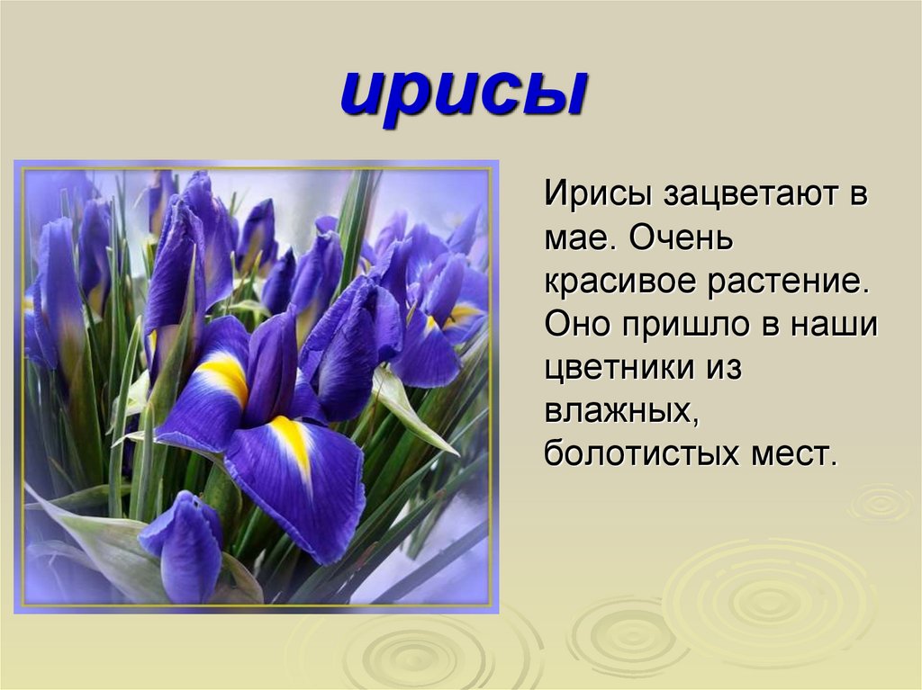 Информация о цветах памяти. Презентация на тему цветы. Описание весенних цветов. Рассказ о цветах. Весенние цветы описание.