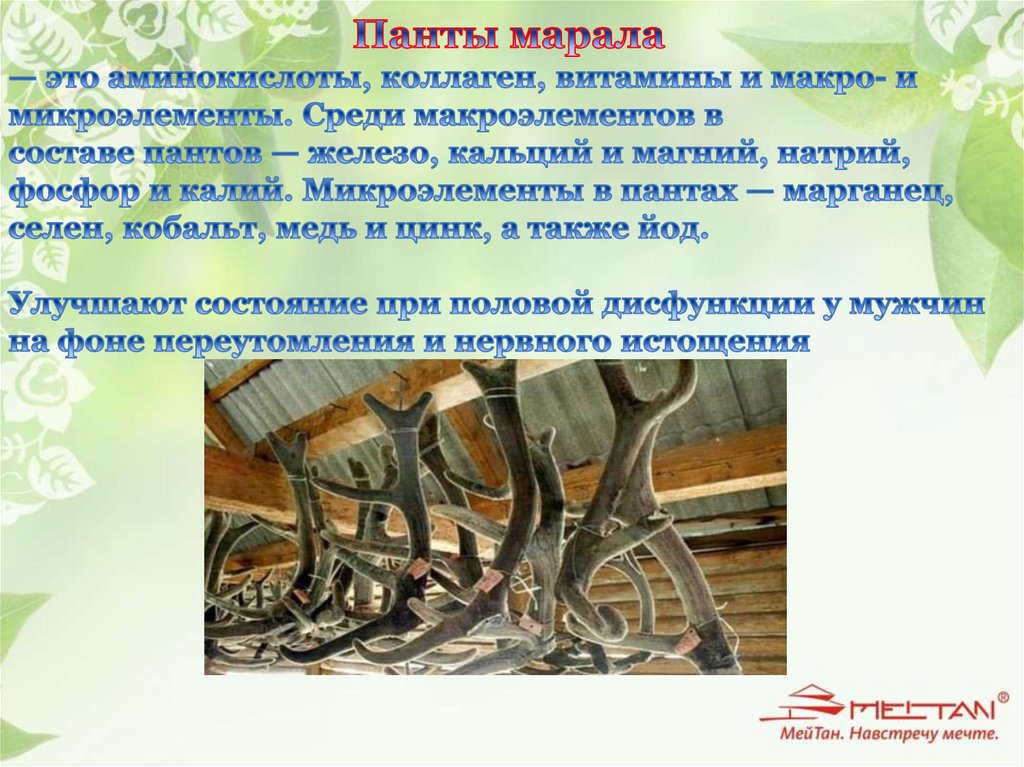 Панты марала