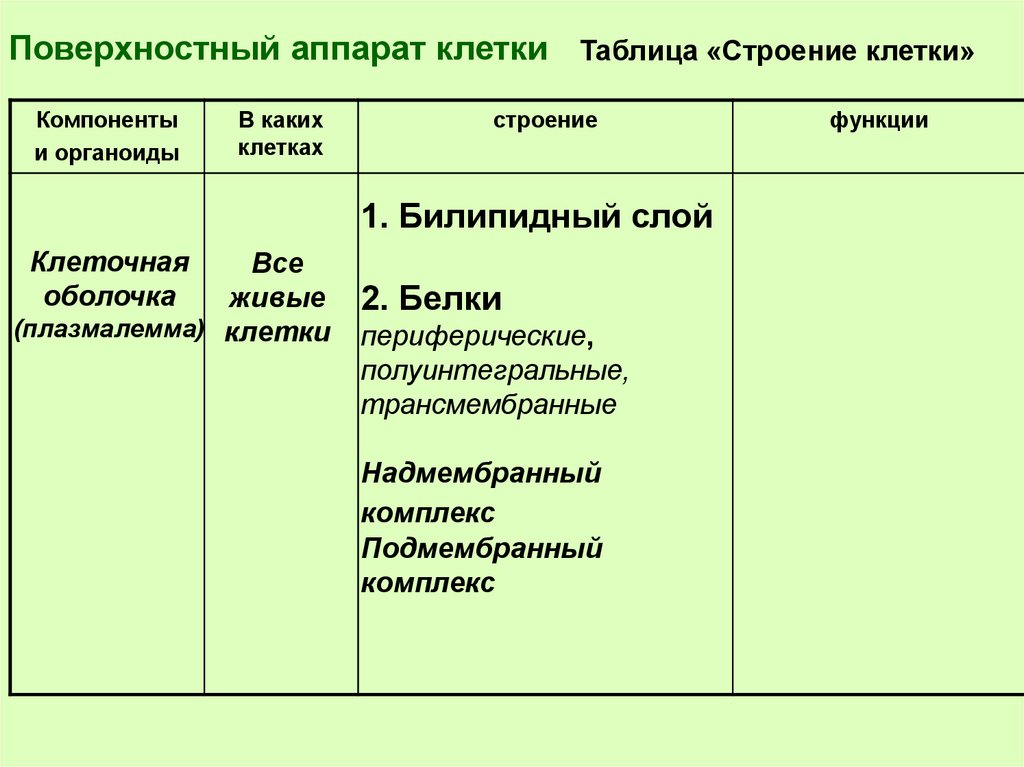 Аппараты клетки