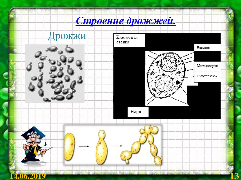 Схема строения дрожжевой клетки