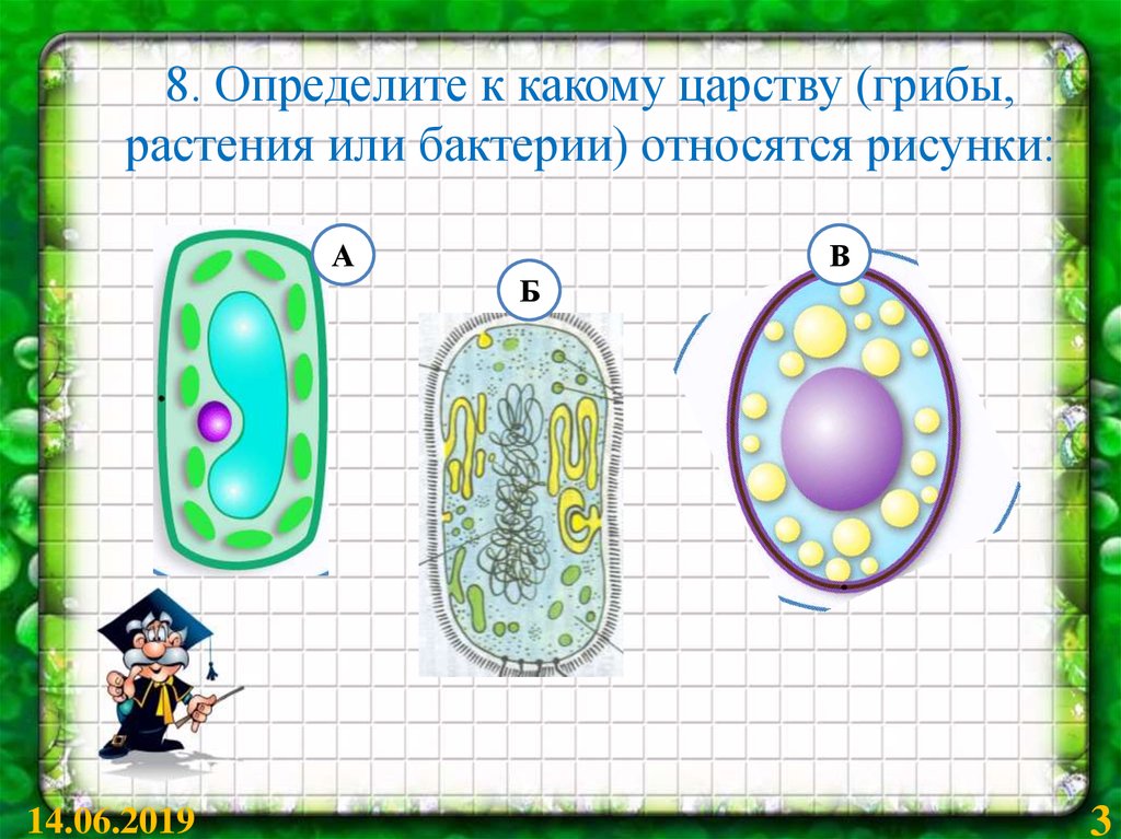 К какому царству относится организм изображенный на рисунке