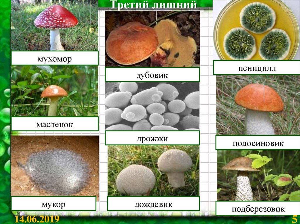 Как называется данная группа грибов. Шляпочные грибы плесневые грибы гриб пеницилл. Плесневые грибы названия и Шляпочные. Гриб мукор. Мукор относится к грибам.