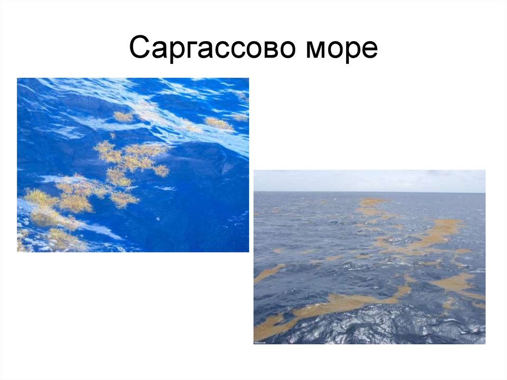 Саргассово море на карте. Внутренние окраинные моря Саргассово. Саргассово море на карте полушарий. Саргассово море на карте мира.