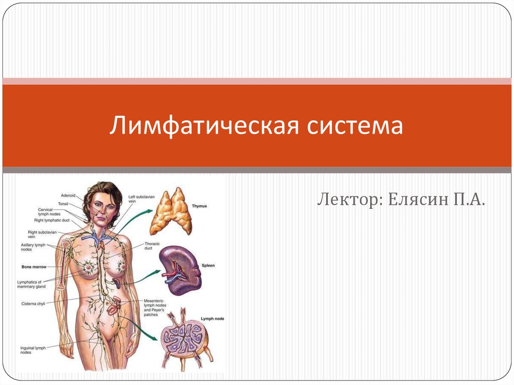 Перетащи правильные. Органы лимфатической системы. Органы входящие в лимфатическую систему. Лимфатическая система презентация. Анатомия схемы по лимфологии.