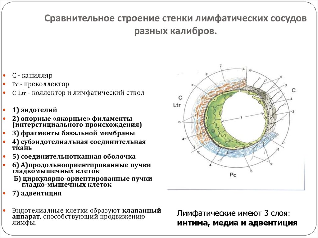 Особенности строения стенки