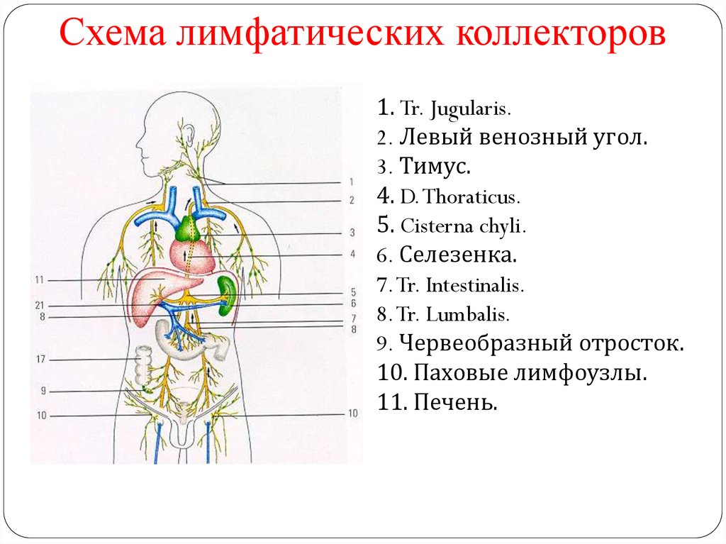 Схема лимфатической системы