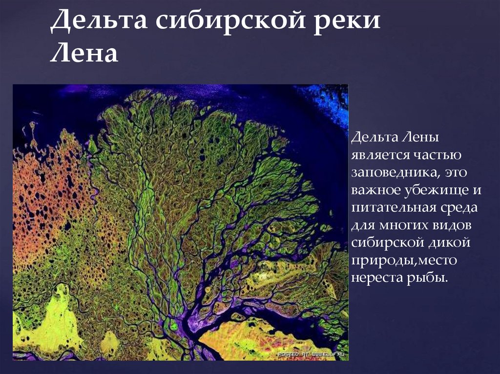 Дельта лены. Дельта реки Лена на карте России. Дельта реки Лена. Дельта реки Лены на карте. Река Лена Дельта реки.