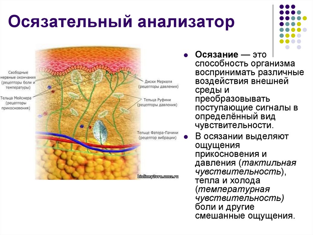 Осязательный анализатор презентация