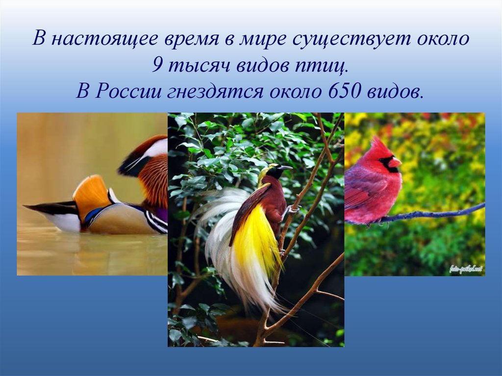 Презентация праздник птиц 1 класс школа россии. 1 Апреля Международный день птиц. 2 Апреля день птиц.