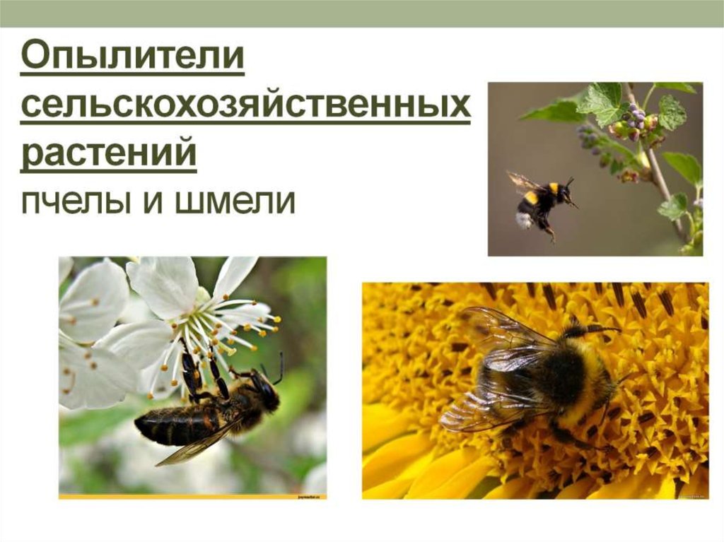 Опылители сельскохозяйственных растений пчелы и шмели