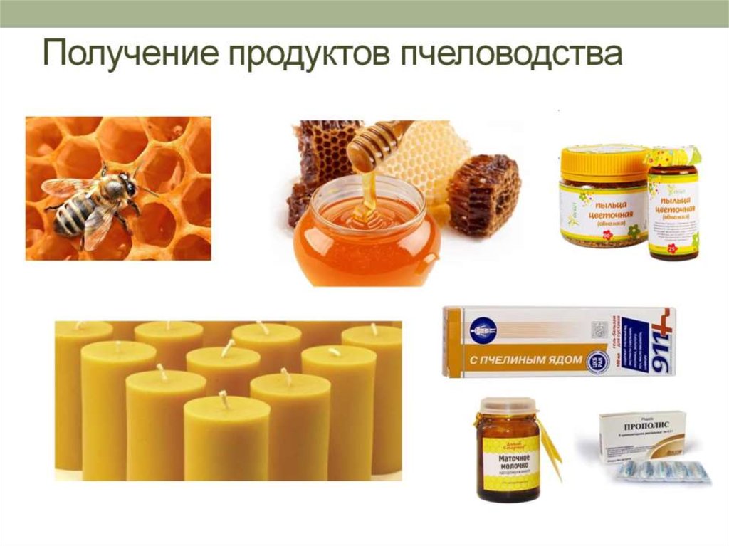 Получение продуктов пчеловодства