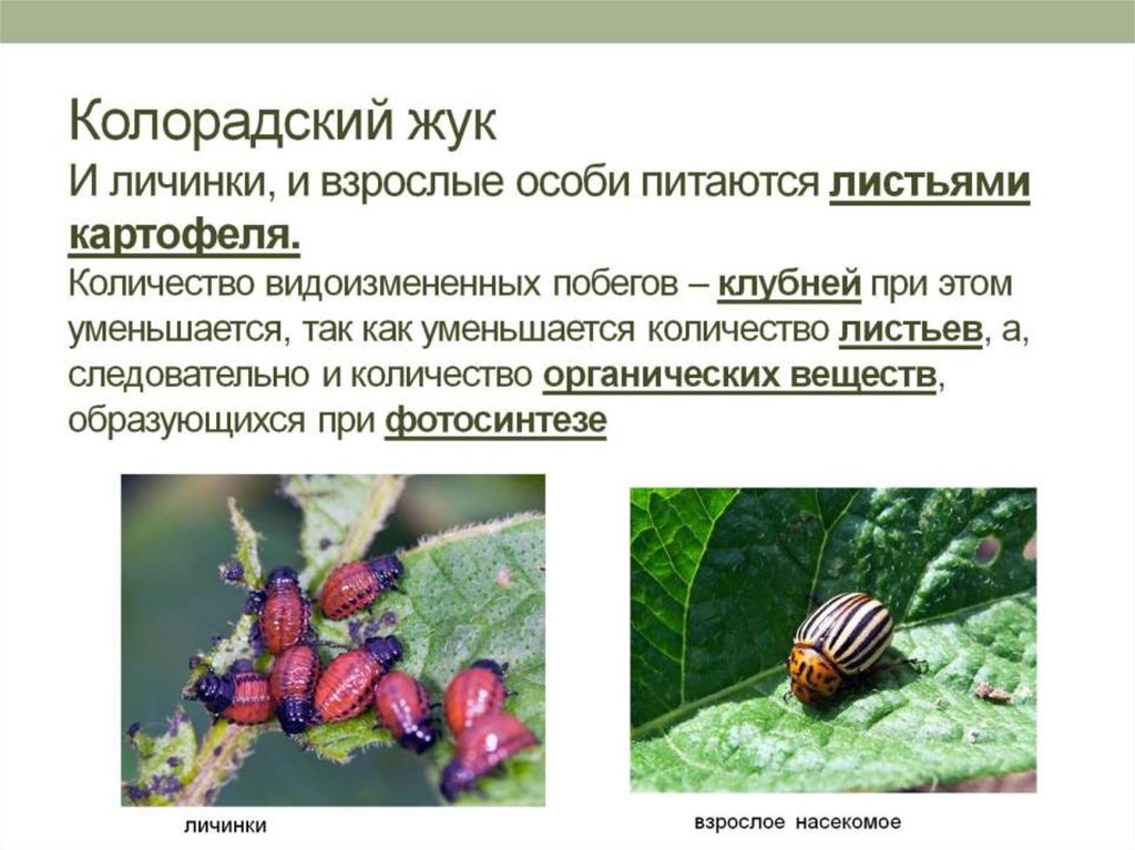 Колорадский жук И личинки, и взрослые особи питаются листьями картофеля. Количество видоизмененных побегов – клубней при этом