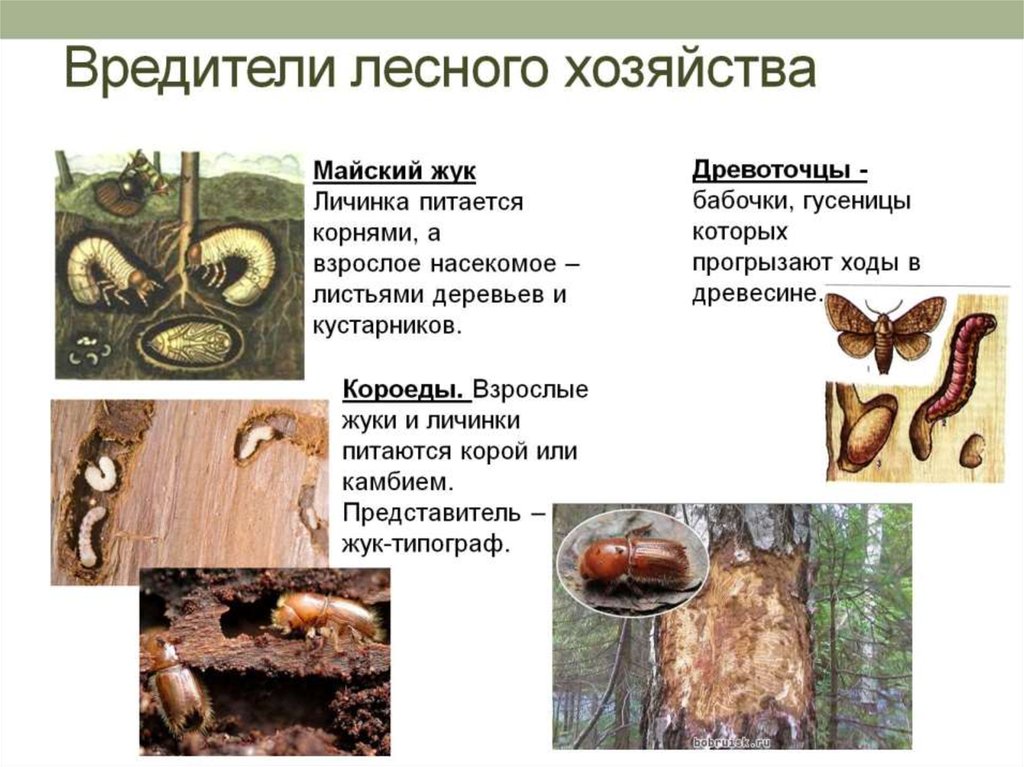 Вредители лесного хозяйства