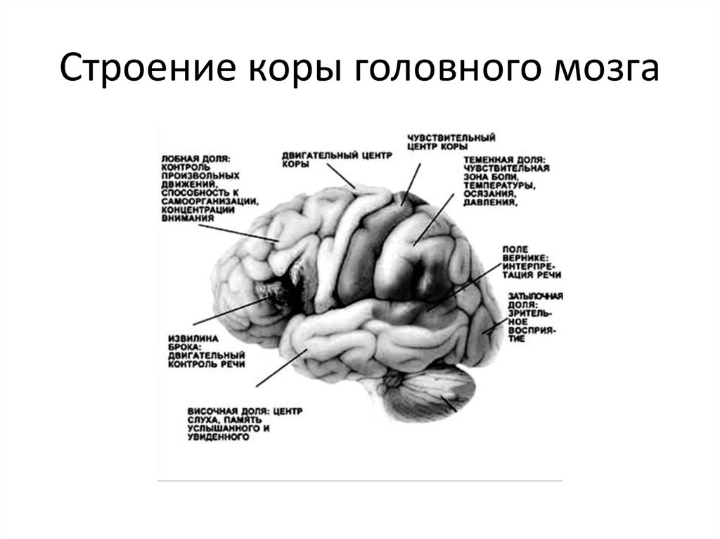 Характеристика коры головного мозга. Строение коры головного мозга анатомия. Структура коры головного мозга. Строение коры мозга анатомически.