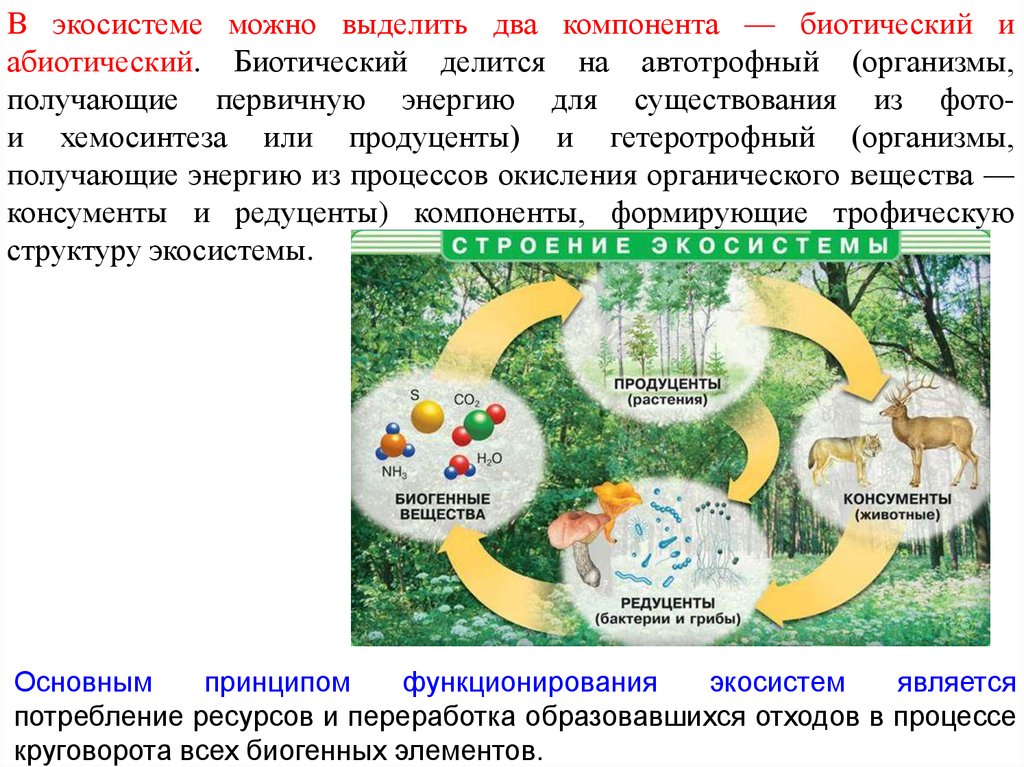Экосистемой можно считать. Экосистемный уровень организации. Экосистемные уровни. Экосистемный уровень организации жизни. Компоненты биотической структуры экосистемы.