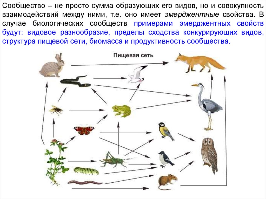 Чем отличается пищевая цепь от пищевой сети. Пищевая сеть животных примеры. Пищевые цепи образуют пищевую сеть. Пищевая сеть экосистемы. Схема пищевой сети.
