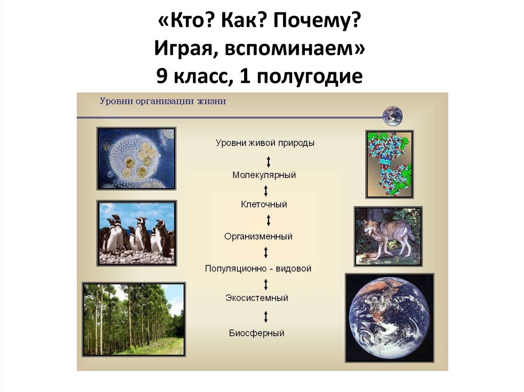 Какой уровень организации жизни отражен на данной фотографии