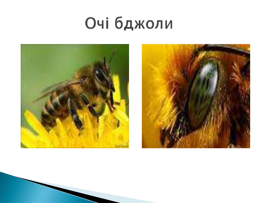 Очі бджоли