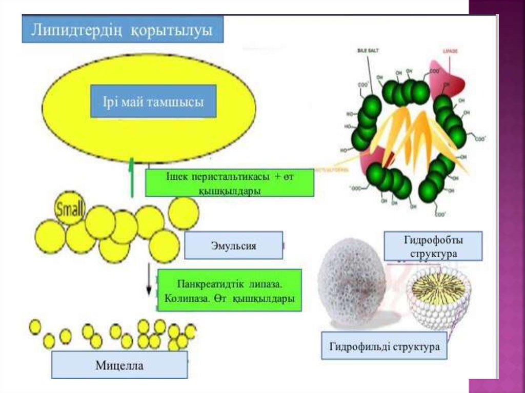 Липидтер алмасуы презентация