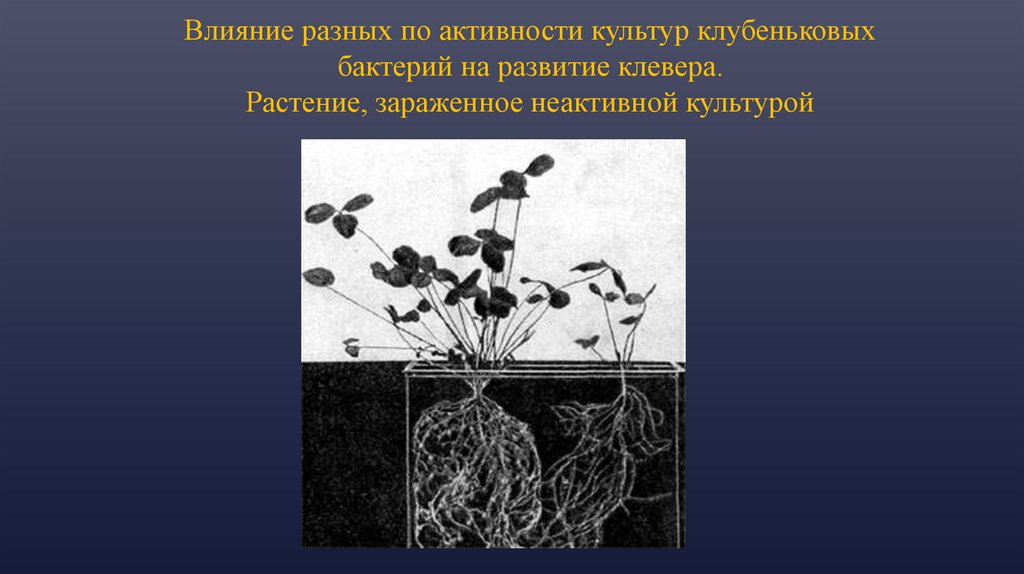 Клубеньковая бактерия продуцент. Клевер и клубеньковые бактерии. Взаимодействие клубеньковых бактерий черно-белая картина. Клубеньковые бактерии ЕГЭ. Польза клубеньковых бактерий биология 7 класс.