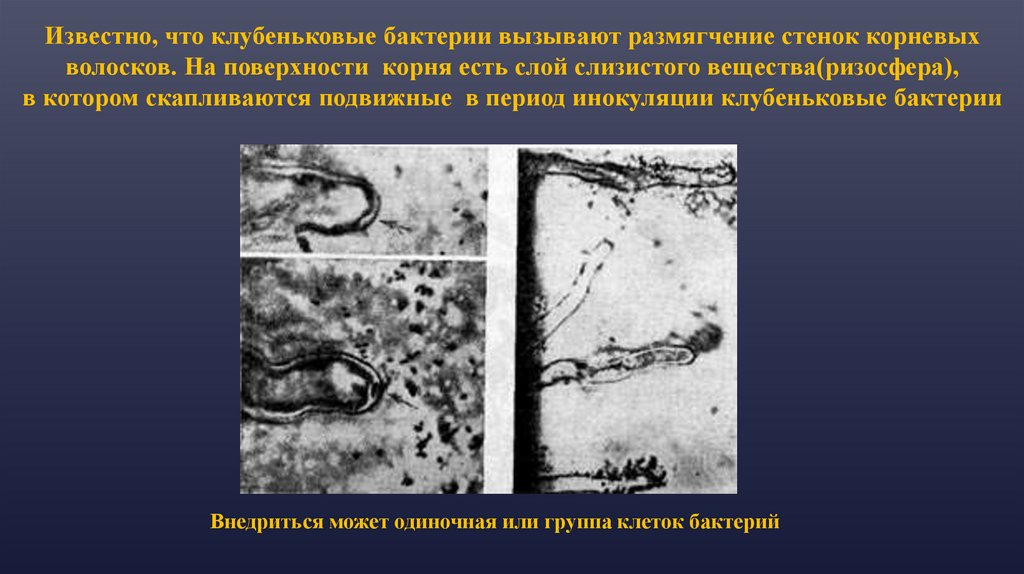 Слизистый слой бактерий. Ассоциативные бактерии в ризосфере. Предпосевная обработка семян клубеньковыми бактериями. Бактерии имеют корневые волоски.