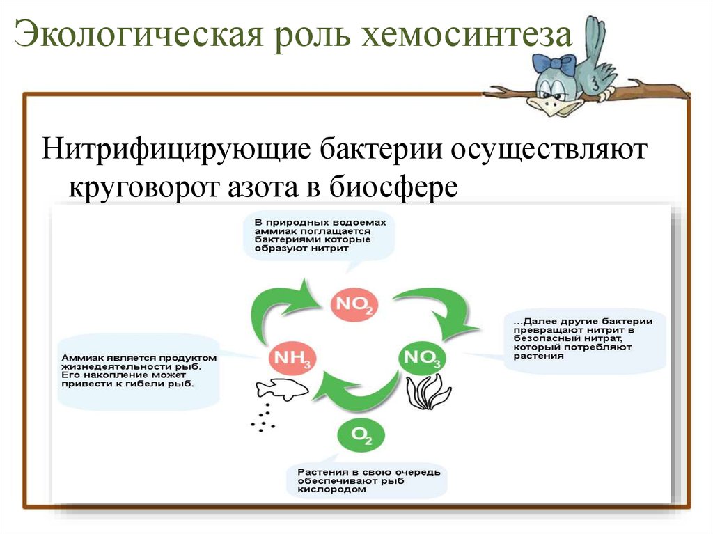 Хемосинтез обмен. Экологические функции хемосинтетиков. Экологическая роль хемосинтеза. Хемосинтез рисунок процесса. Хемосинтез схема процесса.