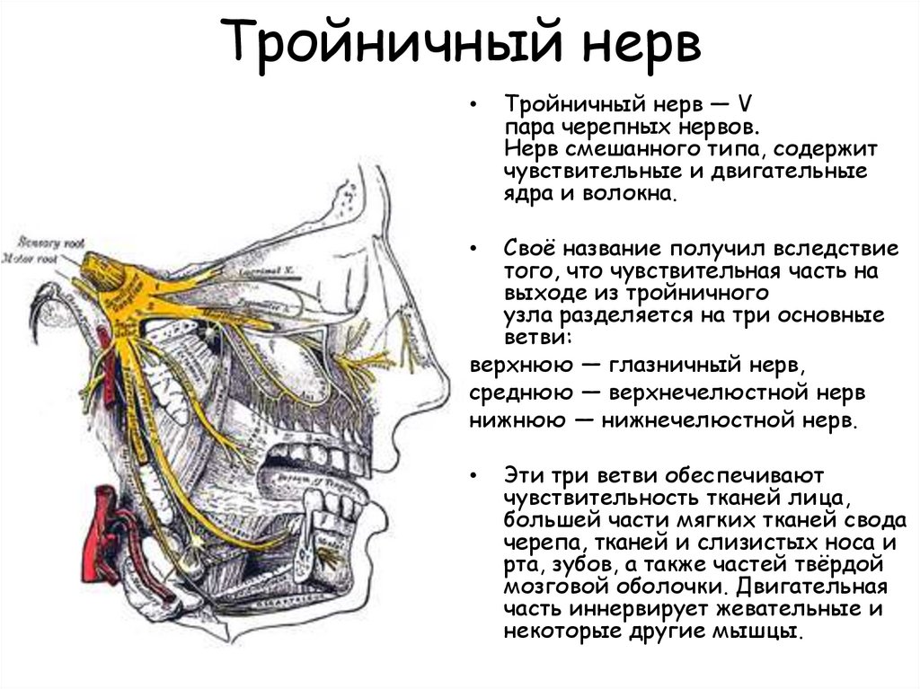 Нервы лицевой области. Ветви 3 ветви тройничного нерва. Тройничный нерв (n. trigeminus). Топография II ветви тройничного нерва.. 3 Я ветвь тройничного нерва.