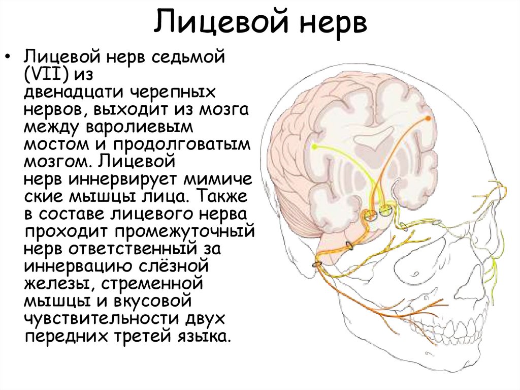Лицевой нерв череп. Лицевой нерв место выхода из черепа и мозга. Лицевой нерв анатомия мозг. Место выхода лицевого нерва из черепа.
