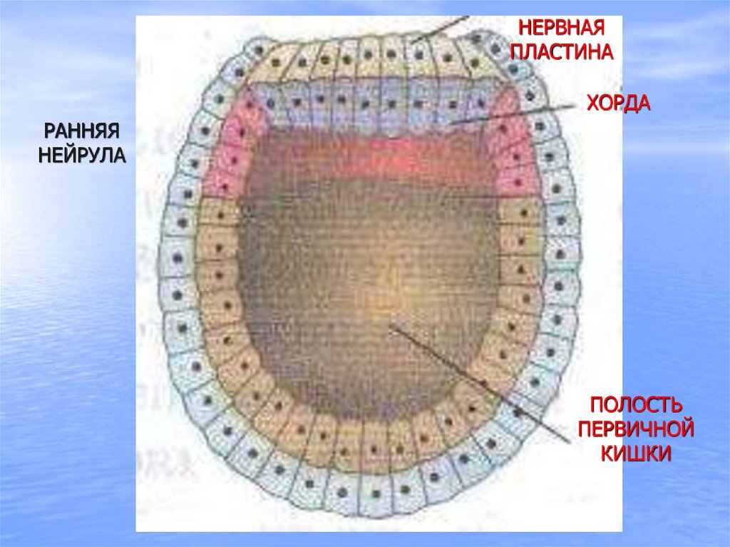 Хорда нервная трубка первичная кишка