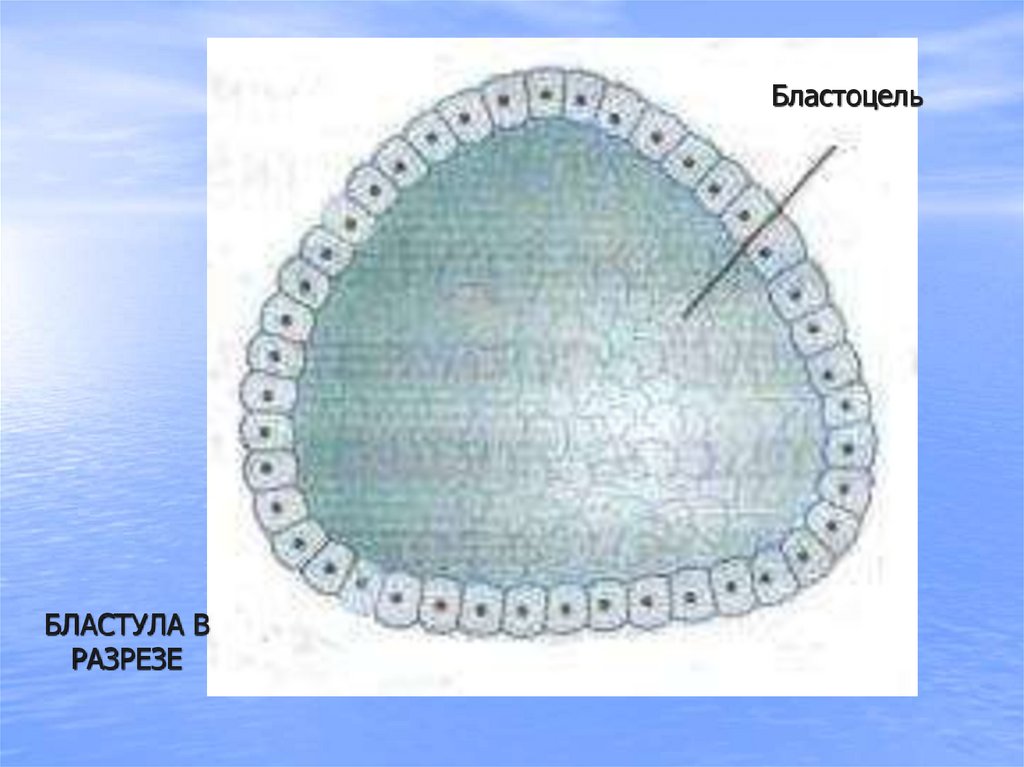 Бластула лягушки