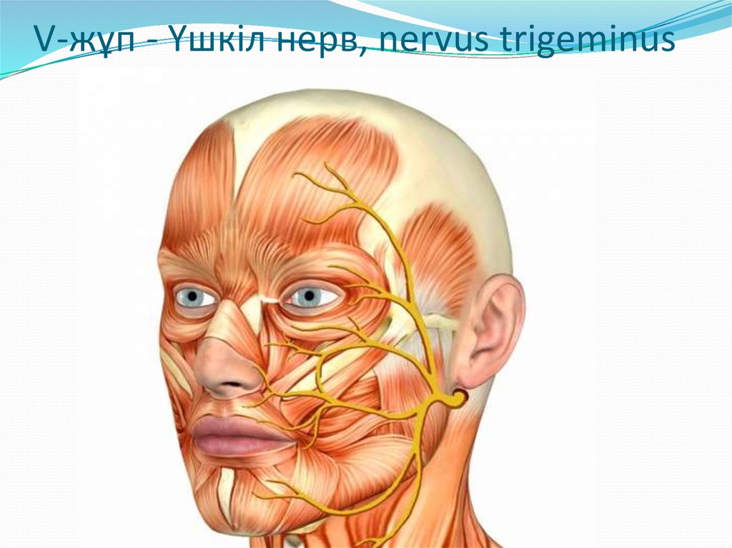 Как успокоить нерв в брови