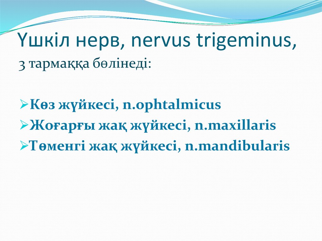 Үшкіл нерв, nervus trigeminus,