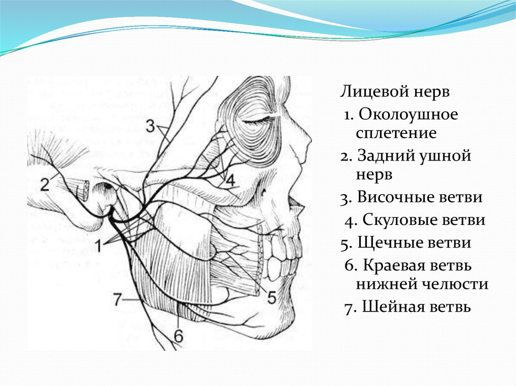 Ветви лицевого нерва схема