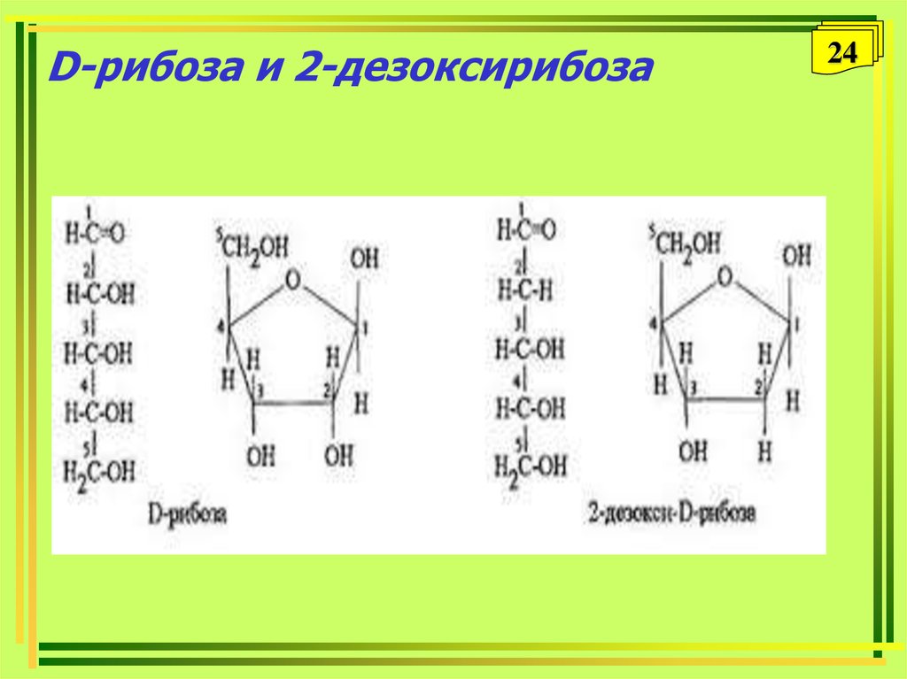 Рибоза и дезоксирибоза схема