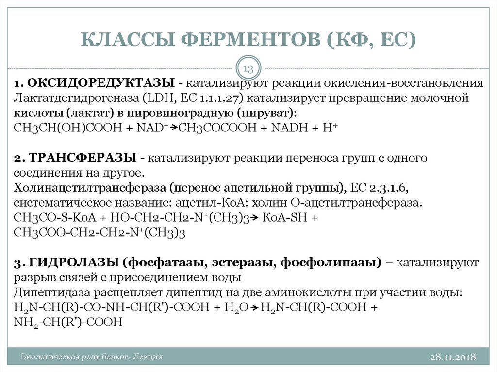 Фермент класса гидролаз