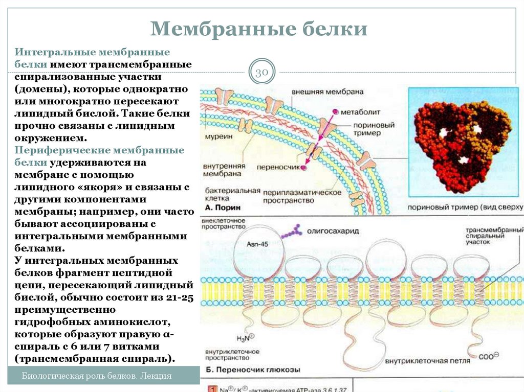 Интегральные периферические белки