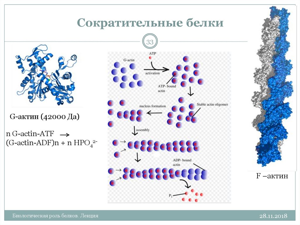 Сократительные белки выполняют