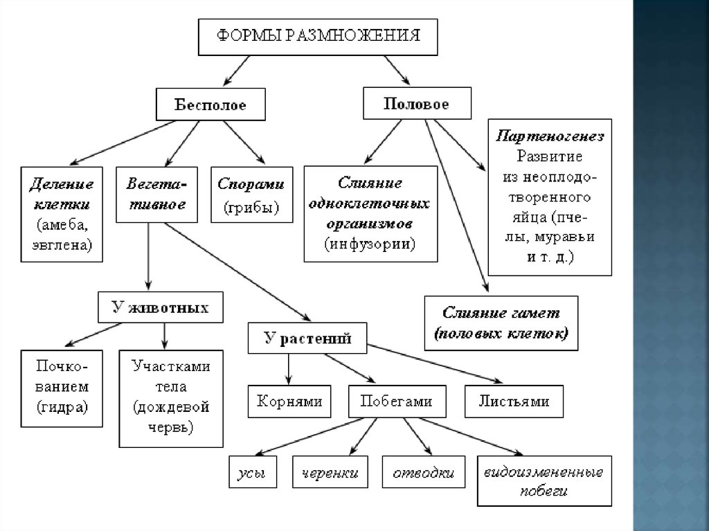 Презентация по биологии размножение