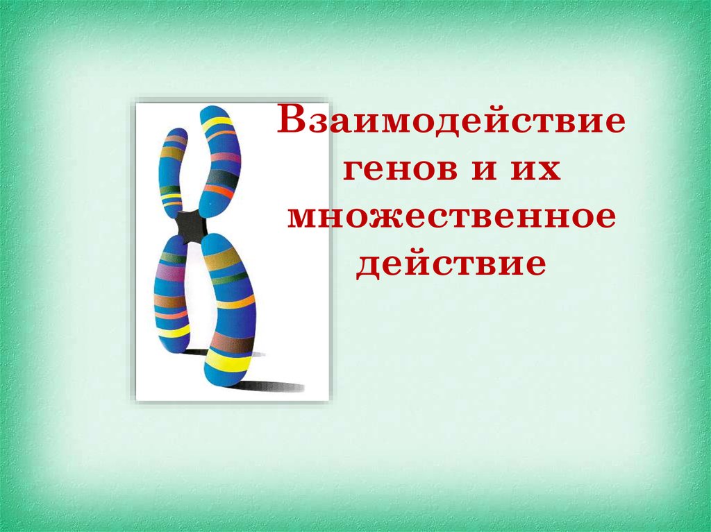 Взаимодействие генов презентация 10 класс