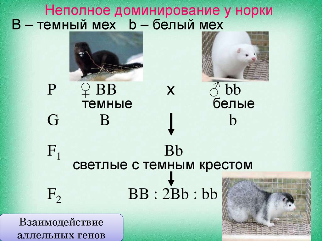 Скрестили белого и черного кроликов определите генотип. Неполное доминирование примеры. Пример неполного дом нированич. Пример не полнгого Домини рования. Неполное доминирование примеры у человека.