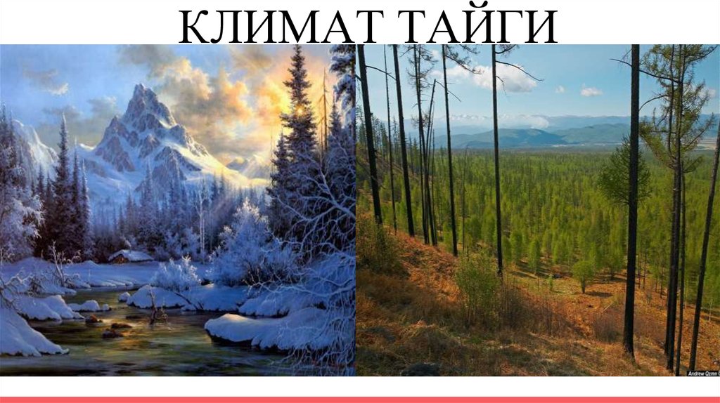 Зимняя температура в тайге. Климат тайги в России.