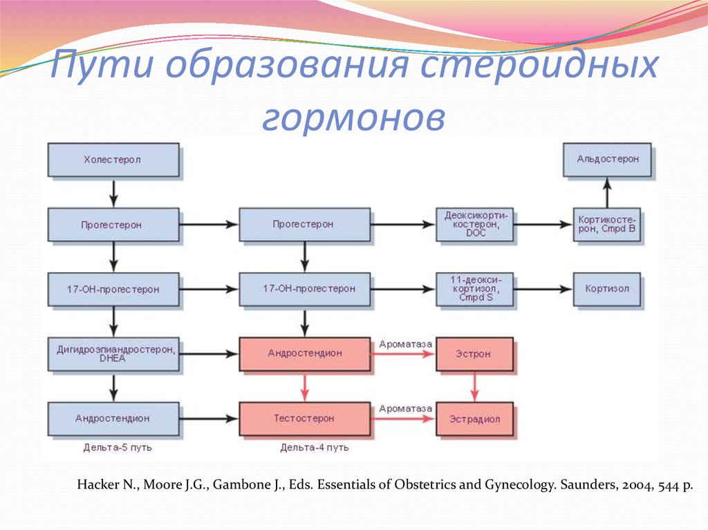 Пути образования стероидных гормонов