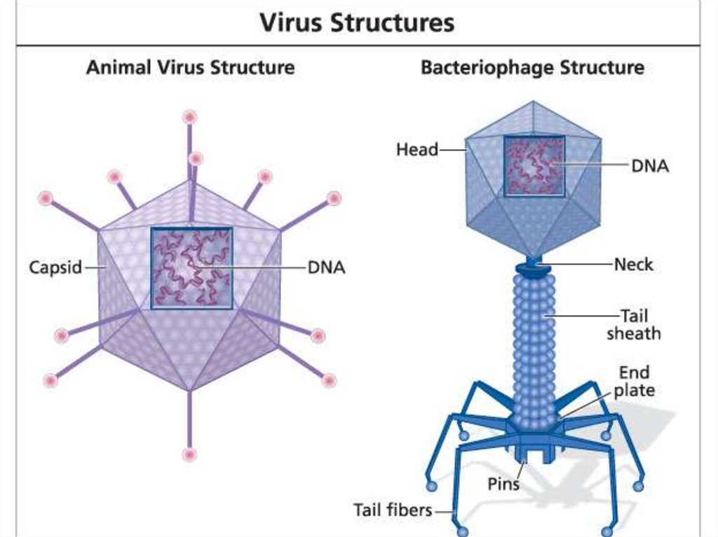 Virus found. Вирус. Virus structure. Строение вируса на английском. Nimda вирус.