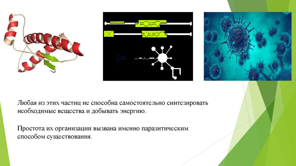 К неклеточным относятся простейшие. Неклеточные формы жизни. Неклеточные формы жизни картинки. Бесклеточные.