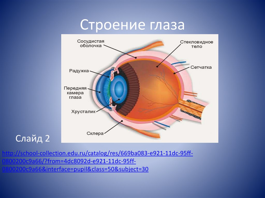 Биология строение глаза человека